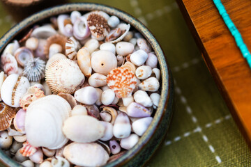 shells in a bowl