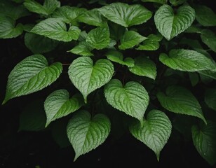 Fototapeta na wymiar green leafy plants and trees with dark background