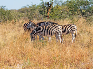 Fototapeta na wymiar A Zebra Family in the Grasslands