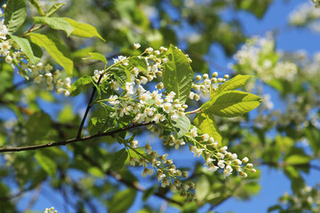 In spring, bird-cherry tree (Prunus padus) blooms in nature