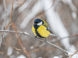 Naklejka premium Cute bird Great tit, songbird sitting on a branch without leaves in the autumn or winter.