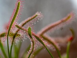 Fleisch fressende Pflanze Sonnentau