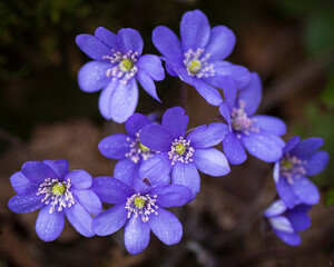 Liverwort - Hepatica nobilis, detail of flower, blue flowering plant, flowering in early spring