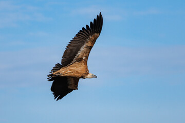 Buitre gyps fulvus volando con fondo de cielo azul y nubes en Alcoy, España