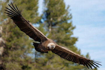 Buitre gyps fulvus volando en diagonal con fondo de pinos y cielo azul con nubes en Alcoy, España