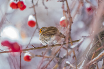 Cute bird the European Robin, Erithacus rubecula. sitting on the tree branch in winter.