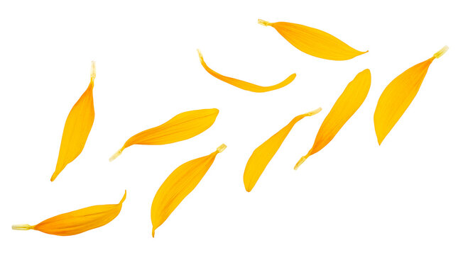 Sunflower petals isolated on a white background, view from above. Yellow petals.