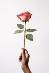 Beautiful pink rose in hand on white background. Studio shot.