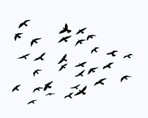flock of birds - obrazy, fototapety, plakaty