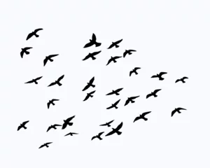 Foto op Plexiglas flock of birds © ulucsevda