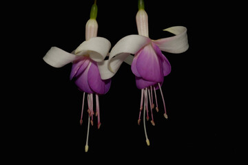 Fuchsias