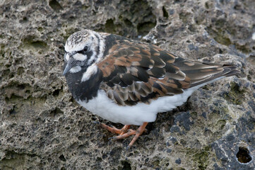 Ruddy Turnstone
