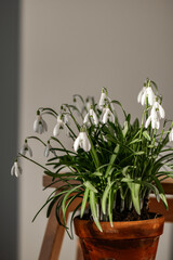 Snowdrop spring flowers. Ceramic flowerpot with snowdrops on background of folding wooden ladder.