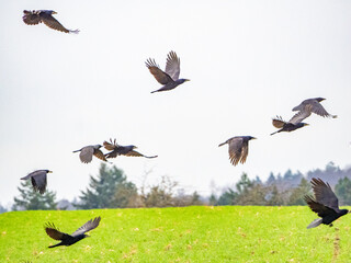 Krähen fliegen über das Feld