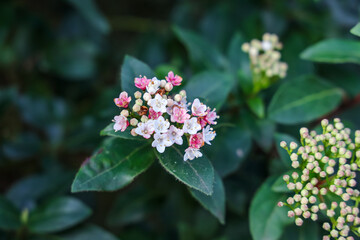 Viburnum tinus (Laurustinus, laurustinus viburnum, or laurestine) is a species of flowering plant in the family Adoxaceae, native to the Mediterranean area of Europe and North Africa. 