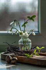 White fragile snowdrops in a glass vase with a nest of twigs against the background of the window. Small beautiful bouquet of the first spring flowers Galanthus Nivalis. Vintage spring greeting card.