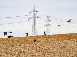 Krähen fliegen vor Strommasten