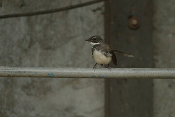 Malaysian Pied Fantail