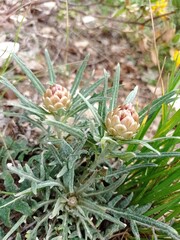 Rhaponticum coniferum V. also Leuzea confera L. is an herbaceous plant from Mediterranean regions. It's remarkable by the likeness of it's pseudanthium to a pine cone and it grows on calcareous soil