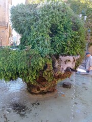 lovely green fern growing on one of the several a warm water fountain in Aix en Provence, south of France. Aix en Provence fountains are the destination of many touristic tours in this beautiful and a