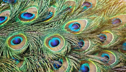peacock feathers background