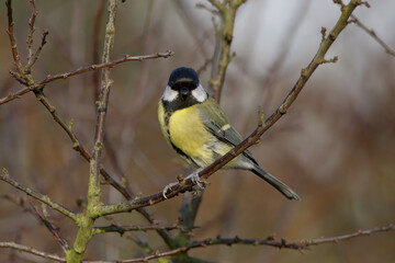 Great Tit