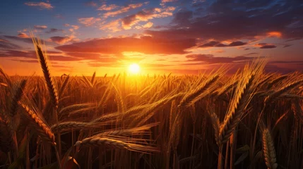 Fotobehang A wheat field. The ears of golden wheat are illuminated by the setting sun. Rural landscape under bright sunlight. The concept of a rich harvest. © Cherkasova Alie