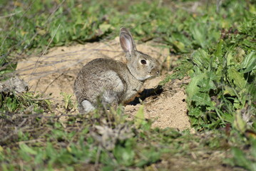 Wild rabbit watching from the entrance of its burrow