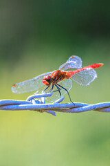 Sympetrum sanguineum Ruddy darter male dragonfly red colored body