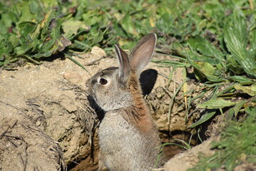Wild rabbit watching from the entrance of its burrow