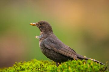 Blackbird, turdus merula, female bird perched