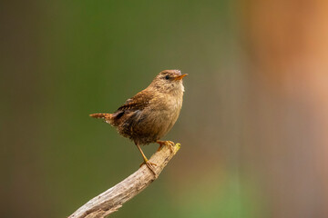 Eurasian Wren bird, Troglodytes troglodytes, display, perched
