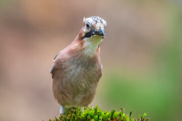 Eurasian jay, Garrulus glandarius, bird close-up