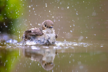 Closeup of a European pied flycatcher bird, Ficedula hypoleuca, perching on a branch, singing.