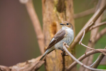 Closeup of a European pied flycatcher bird, Ficedula hypoleuca, perching on a branch, singing.