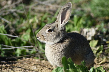 Wild rabbit calmly resting in the meadow