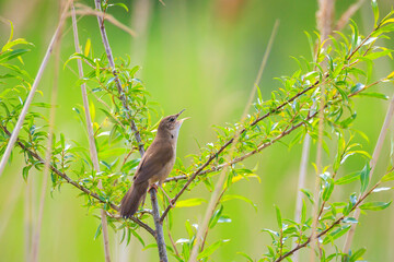 Savi's warbler, Locustella luscinioides, singing