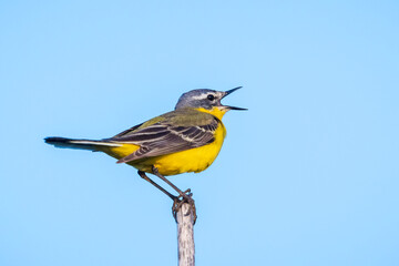 Closeup of a male western yellow wagtail bird Motacilla flava singing