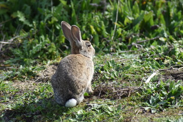 Wild rabbit calmly resting in the meadow