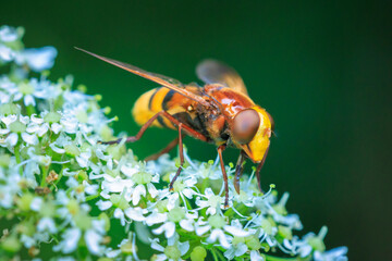 Volucella zonaria, hornet mimic hoverfly, feeding on white flowers