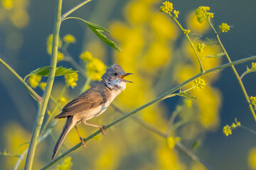 Whitethroat bird, Sylvia communis, foraging in a meadow