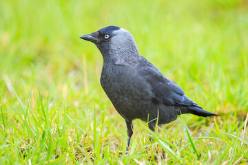 Closeup portrait of a Western Jackdaw bird Coloeus Monedula foraging in grass