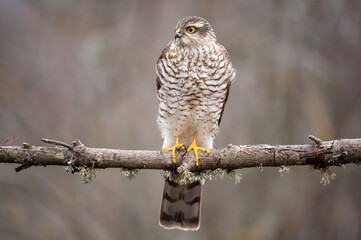 Eurasian sparrowhawk Accipiter nisus, known as the northern sparrowhawk