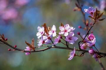 Prunus cerasifera known as cherry plum, myrobalan plum tree blooming in Springtime