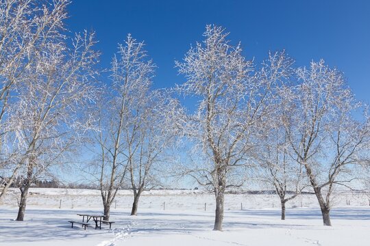 Frost Covered Bare Trees, Snow Covered Ground, Blue Sky Clear Cold Sunny Winter Day. Scenic Landscape Milk River Prairie Southern Alberta Canada