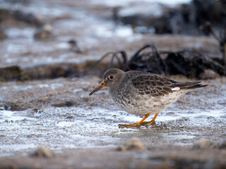 Purple sandpiper, Calidris maritima