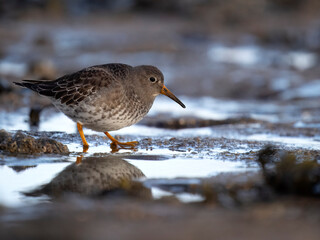 Purple sandpiper, Calidris maritima