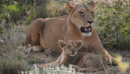 lioness and cub