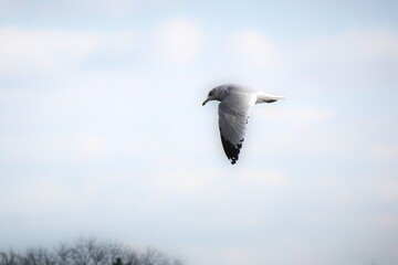 seagull in flight in the blue sky