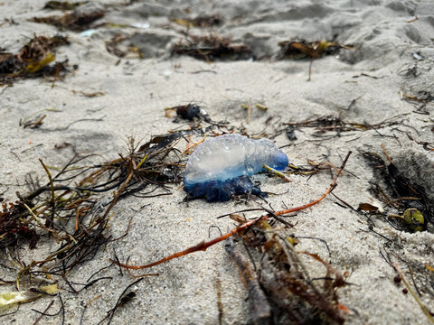  Portuguese man o' war (Physalia physalis), also known as the man-of-war or bluebottle on the beach. Sea shore creatures. Amazing jellyfish